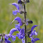 Meadow Clary, Wiesen-Salbei