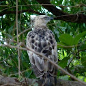 Changeable Hawk-Eagle