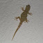 Salamanquesa (Tarentola mauritanica)