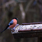 Bullfinch