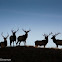 Elk
