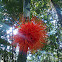 Flor