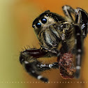 Jumping Spider