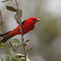 Scarlet Tanager