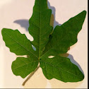 Alamo Vine, Noyau vine, Correhuela de las Doce