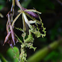 Moss-mimic Walking Stick