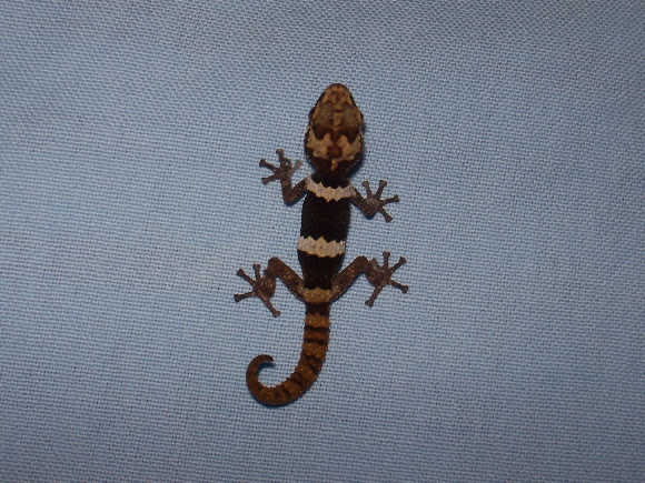 Spotting Image 1