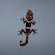 gecko