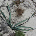 Narciso-das-areias