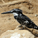 Pied Kingfisher (Female)