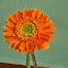 Gerber daisy, Transvaal daisy, Barberton daisy daisy