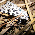 Giant Leopard Moth