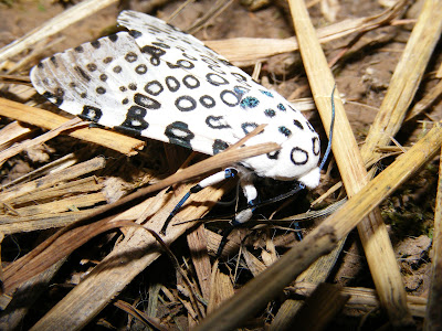 Help Image 3
