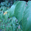 Maqui, Chilean Wineberry