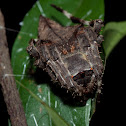 Araneus dehaani