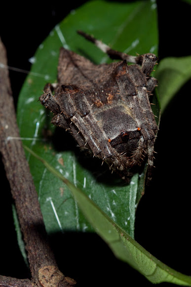 Spotting Image 1
