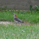 Red-bellied Woodpecker