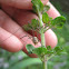 Harvestman, male