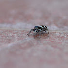zebra jumping spider