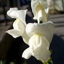 Common Snapdragon / Psić