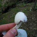 Destroying angel