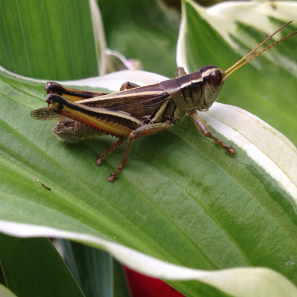 Spotting Image 1