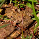 Northern cricket frog