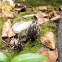 Coral fungus