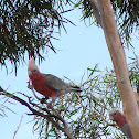 Galah