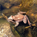 Wood frog