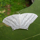 Micronia Moth