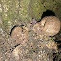Stump Puffballs