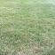 Grass