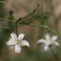 Desert Baby's Breath