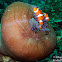 Clown Anemonefish
