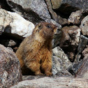 Yellow-bellied Marmot