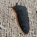 Leopard Slug