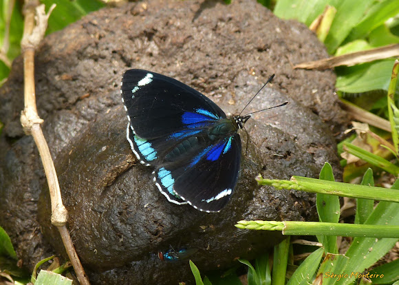 Spotting Image 1