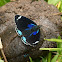 "80" butterfly