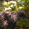 Mourning Dove Baby