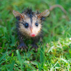 White-eared opossum (baby)