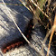 Fox moth