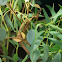 Giant Prickly Stick Insect