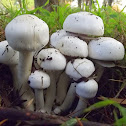 Agaricus mushroom