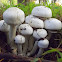 Agaricus mushroom