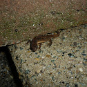 Smooth Newt