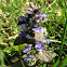 blue bugle