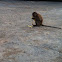 Long-Tailed Macaque