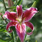 Stargazer Lily