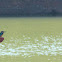Common Kingfisher